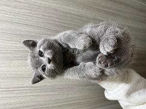 Pui scottish fold scottish strike