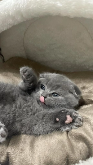 Pui scottish fold scottish strike - imagine 4