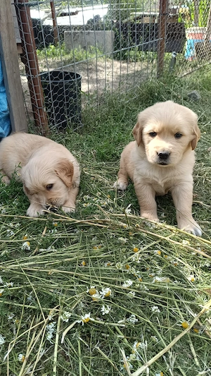 Pui Golden Retriever