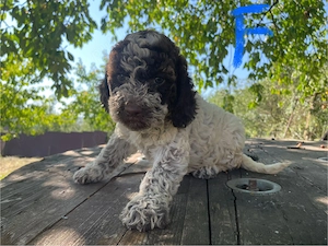 Căței Lagotto Romagnolo