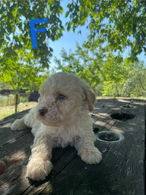 Căței Lagotto Romagnolo - imagine 2
