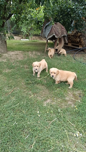 Pui Golden Retriever - imagine 3