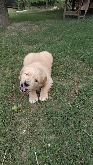 Pui Golden Retriever - imagine 2