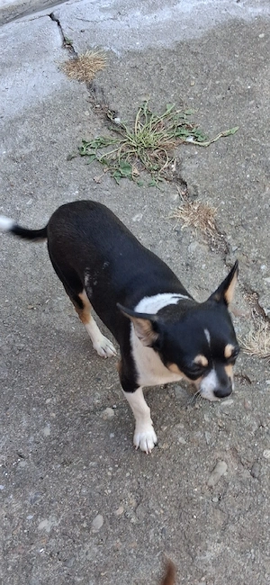 Mascul chihuahua  - imagine 2