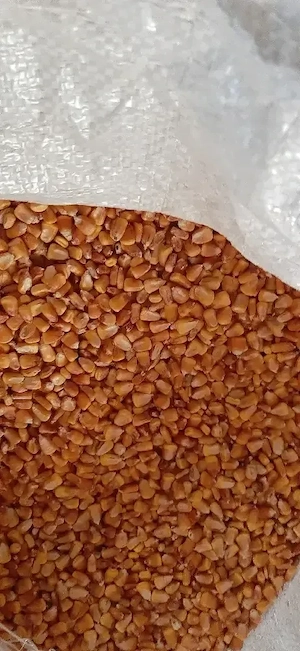 porumb de vânzare 