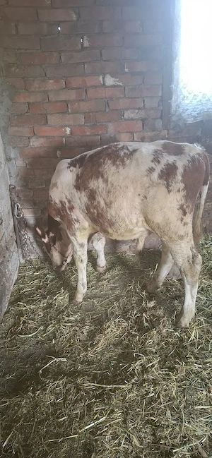 Disponibil tăuras