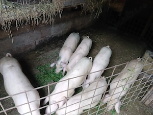 Disponibili  7 purcei 30-40 kg   , se pot vedea in prundu bargaului Bistrita nasaud, multe detalii i