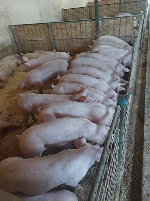 porci de vanzare calitate buna numai de carne si foarte sanatosi - imagine 3