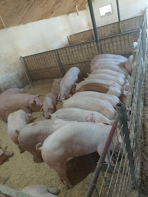 porci de vanzare calitate buna numai de carne si foarte sanatosi - imagine 5
