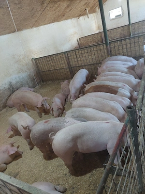 porci de vanzare calitate buna numai de carne si foarte sanatosi - imagine 4