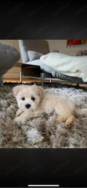 Maltipoo boy white brown