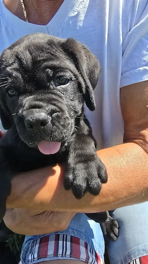 Catelusi Cane Corso