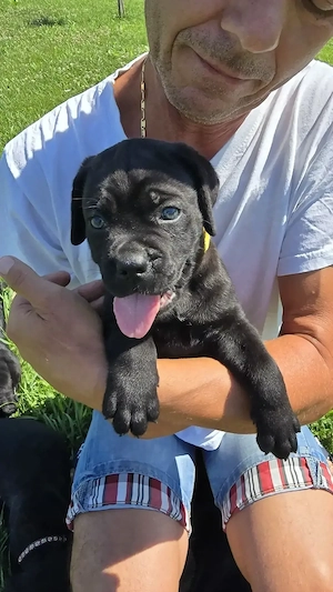 Catelusi Cane Corso - imagine 2
