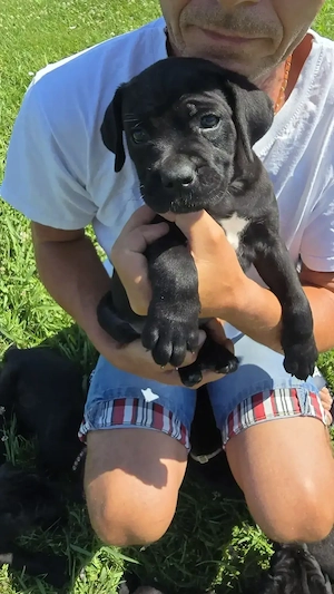 Catelusi Cane Corso - imagine 3