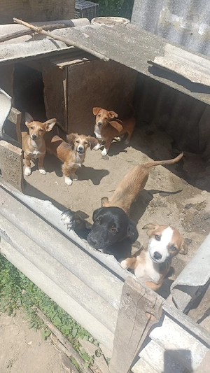 Adopție căței sănătoși 