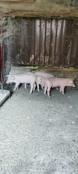 porci landrace pietrain