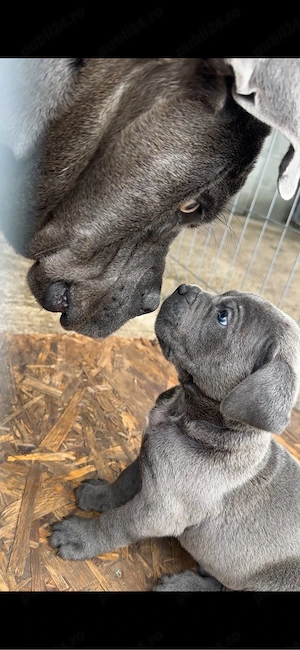 Pui de Cane Corso
