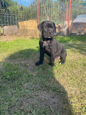 Pui de Cane Corso - imagine 3