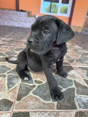 Pui de Cane Corso - imagine 5