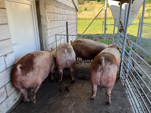   Porci de taiat de vanzare! - imagine 3
