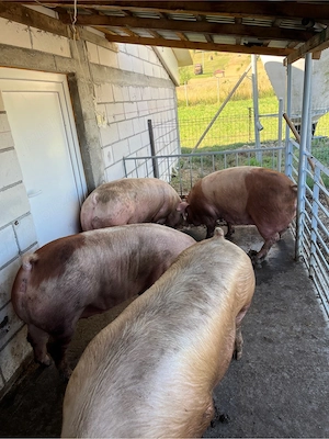  Porci de taiat de vanzare!