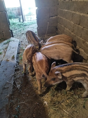 De vanzare purcei mistret cu mangalita!