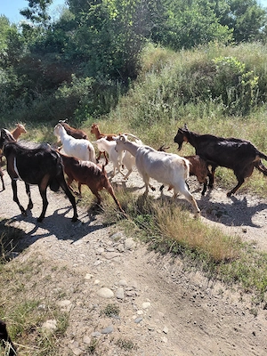 Capre bune de lapte si iezi