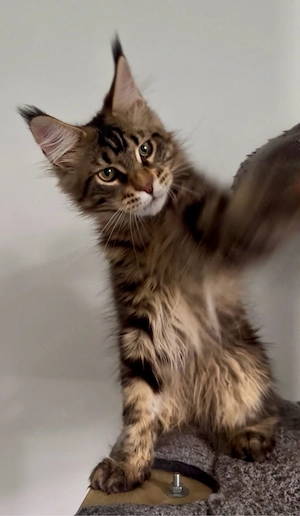 maine coon cu pedigree