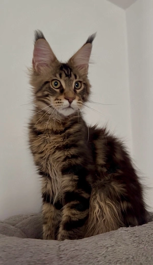 maine coon cu pedigree - imagine 2