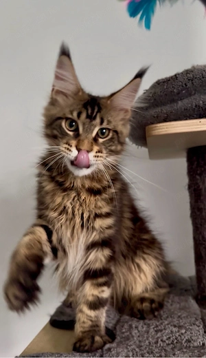 maine coon cu pedigree - imagine 3