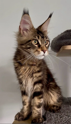 maine coon cu pedigree - imagine 4