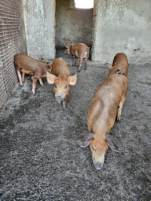 Purcei Duroc și Duroc cu Pietrain - imagine 2