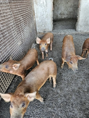 Purcei Duroc și Duroc cu Pietrain - imagine 5