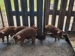 Purcei Duroc și Duroc cu Pietrain - imagine 4
