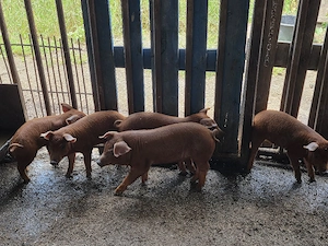 Purcei Duroc și Duroc cu Pietrain - imagine 3