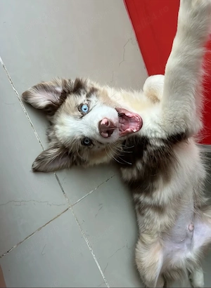 Border Collie deosebiti  - imagine 4