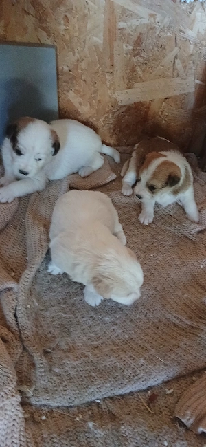  Donez Pui bichon - imagine 4