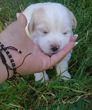  Donez Pui bichon