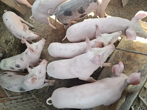 Purcei Landrace x Pietrain 11 săptămâni - imagine 2