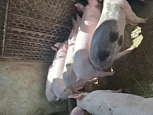 Purcei Landrace x Pietrain 11 săptămâni - imagine 3