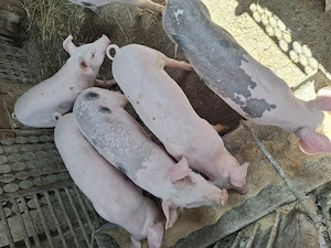 Purcei Landrace x Pietrain 11 săptămâni