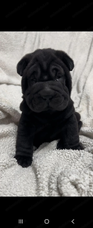 Shar Pei fetita neagra  - imagine 2