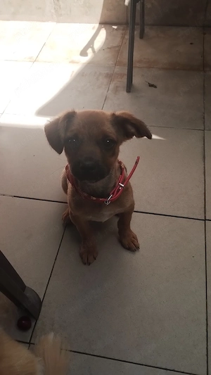 donație căței metis pechinez 
