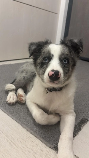Puii Border Collie