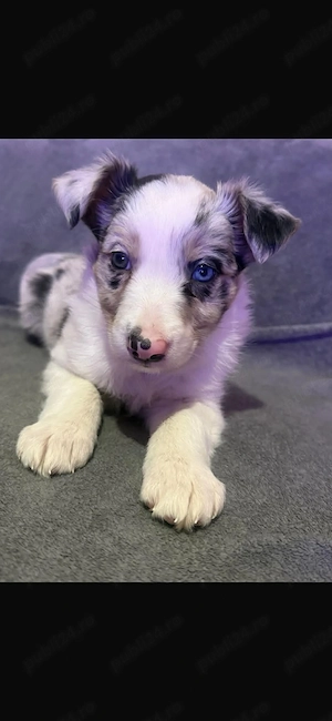 Puii Border Collie - imagine 4