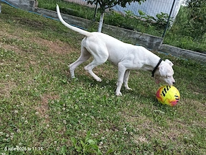 Dog Argentinian