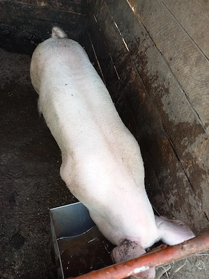 porc de vanzare - imagine 2