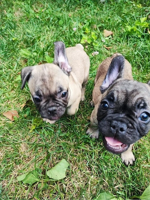 De vanzare pui de Bulldog Francez - imagine 3