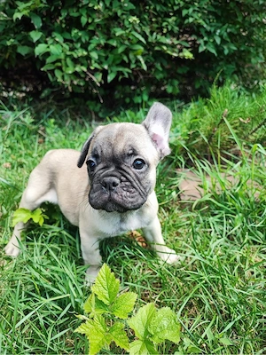 De vanzare pui de Bulldog Francez - imagine 4