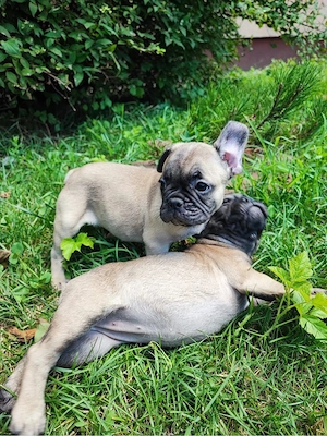 De vanzare pui de Bulldog Francez - imagine 5
